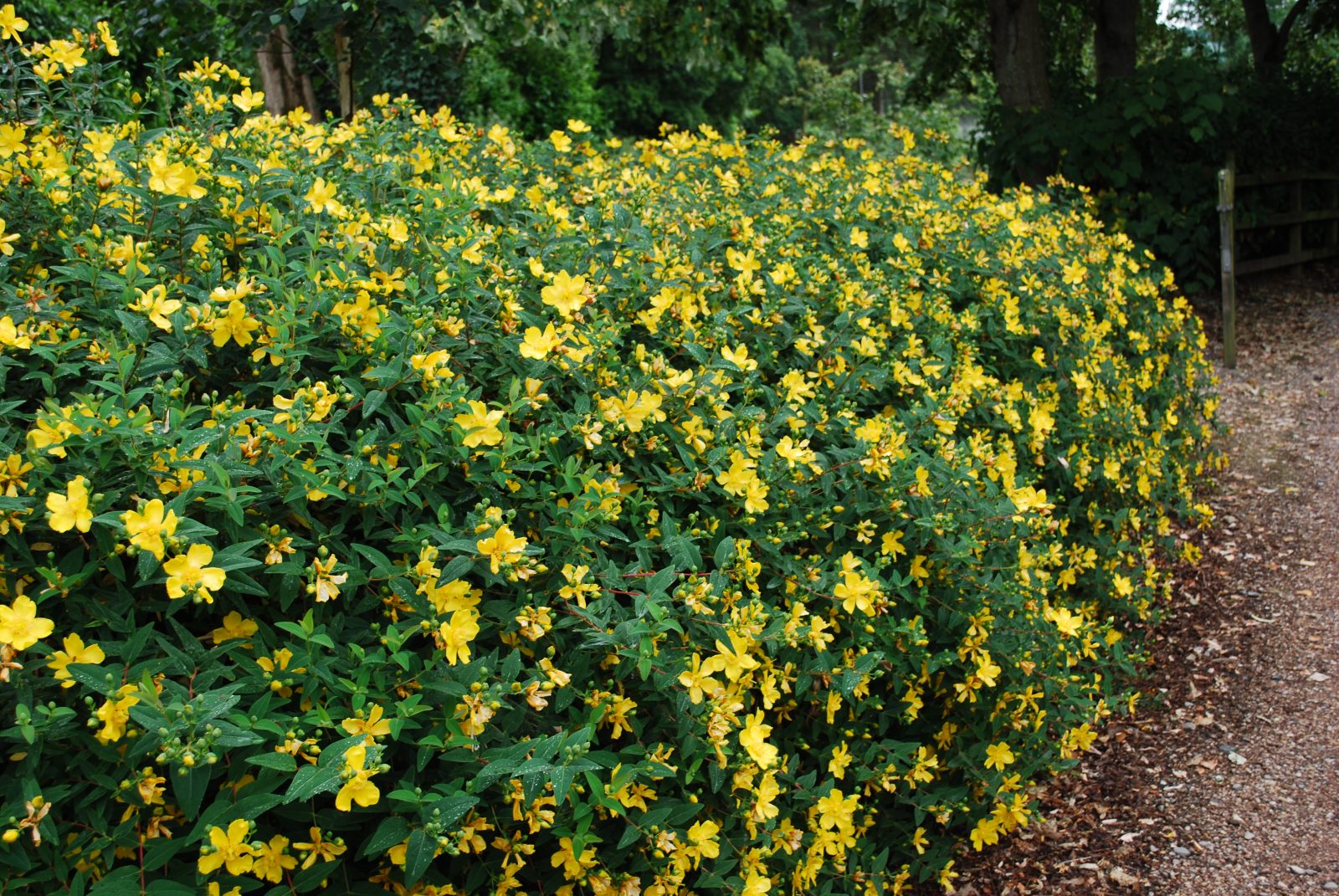 Hypericum hidcoteense 'Hidcote'